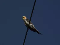 Kaketoes [Cacatuidae]